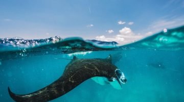 Foto Snorkeling Nusa Penida tour Manta Bay Nusa Penida Bali